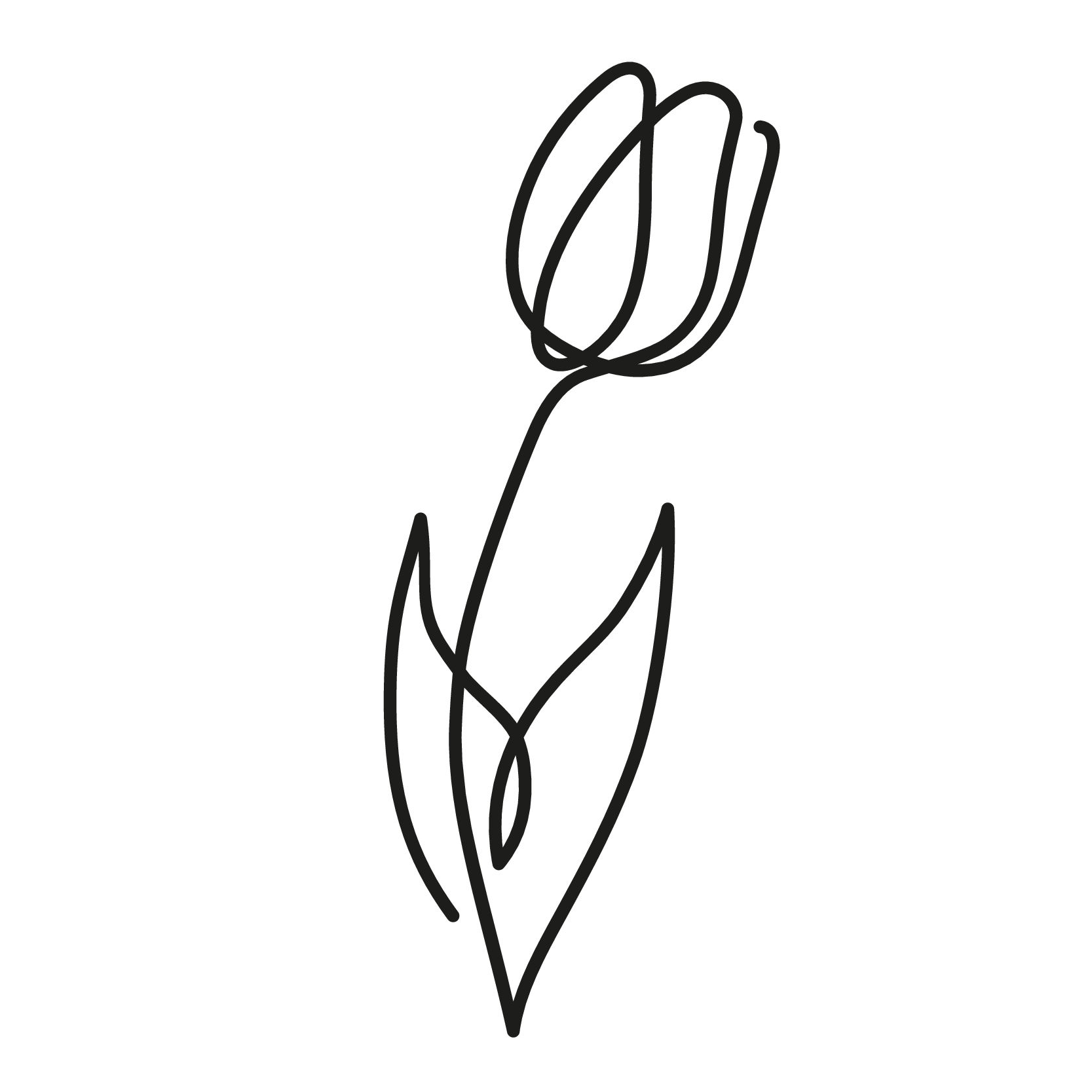 Tulp